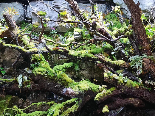春日出行