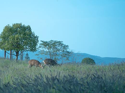 青青草上,鹿鸣呦呦