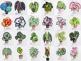植物图鉴系列插画-秋海棠