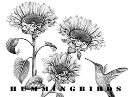 《花与蜂鸟》原创插画