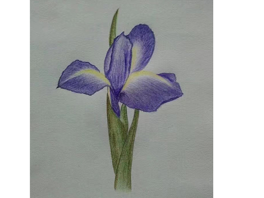 花卉彩铅画过程图