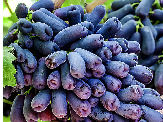 葡萄蓝宝石的拍摄 主图 详情设计