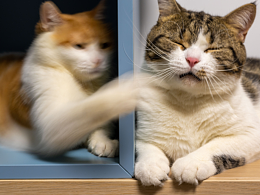 随拍·家里小主子