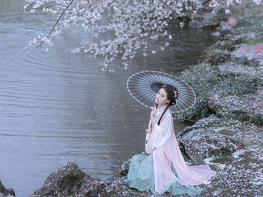 雨樱花