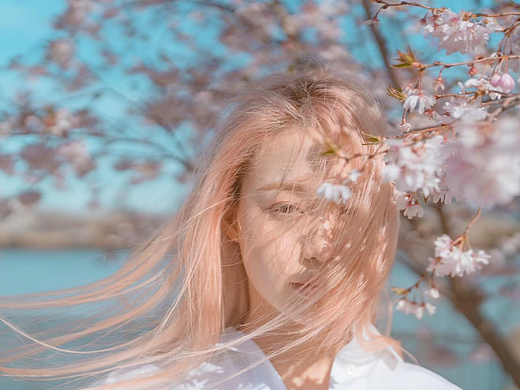 纽约的樱花