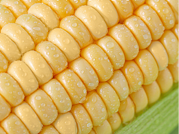 玉米