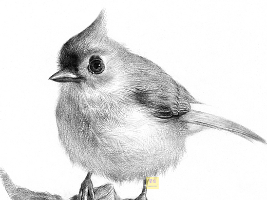 素描小鸟绘画详细步骤