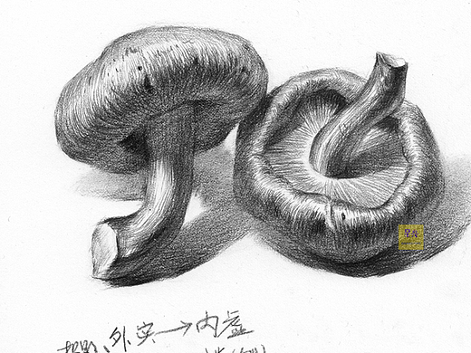 香菇插画