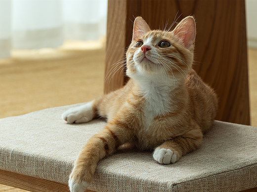 宠物摄影-猫咪主题高清壁纸