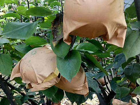 苹果详情页（个人主页-ZNjg0MzQzNTI=） - 电商 - 站酷设计师小泽kiyomi原创素材 - 站酷ZCOOL