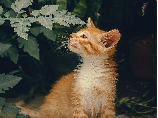 ChainOE日历（7月06-10日）