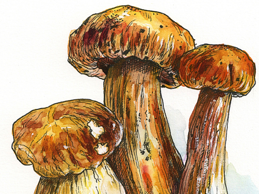 线描插画牛肝菌详细步骤