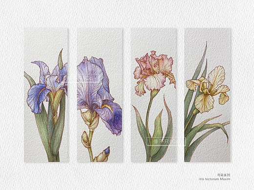 手绘植物｜鸢尾系列小画💐