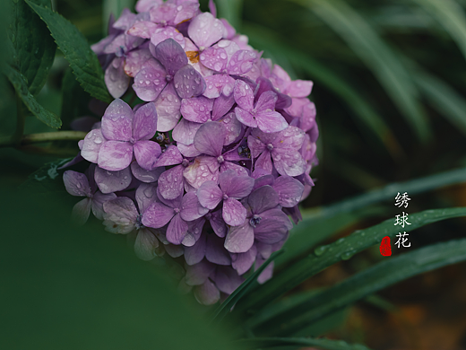 绣球花
