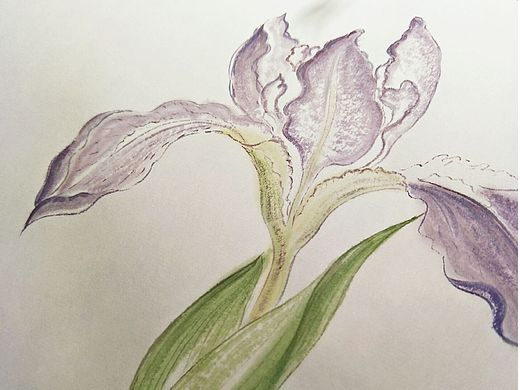 水彩鸢尾花