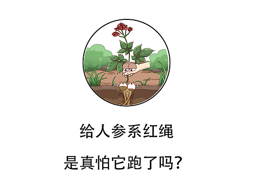 给人参系红绳，是真怕它跑了吗？
