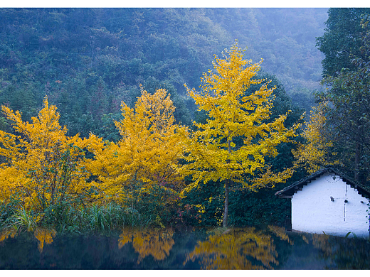 湖南雙排桐子坳銀杏（個人主頁-ZNjcxODk1Njg=） - 風光攝影 - 站酷設(shè)計師yangqiugui578原創(chuàng)素材 - 站酷ZCOOL