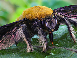 木蜂、天牛、叩甲、
