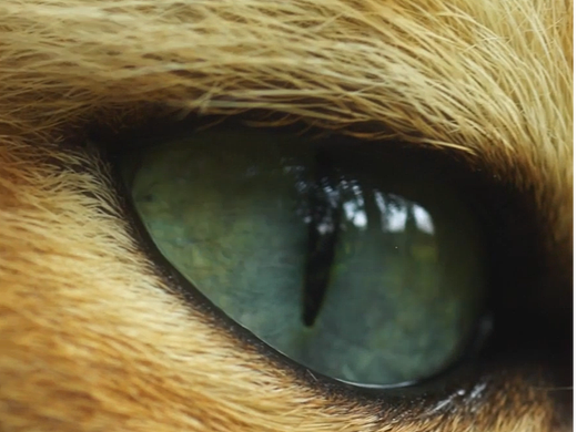 产品视频 | 路斯烘焙猫粮 X SANDING