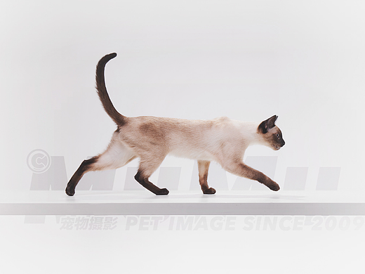 Siamese | MUMU