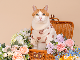  橘右京是只橘猫