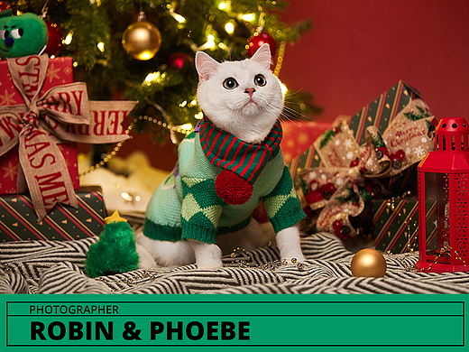 宠物圣诞主题拍摄 I Robin&Phoebe