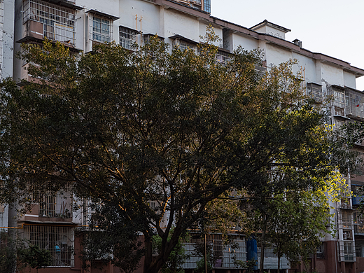 枝繁叶茂（个人主页-ZNjg0ODczNjQ=） - 环境/建筑摄影 - 站酷设计师王大耿直原创素材 - 站酷ZCOOL