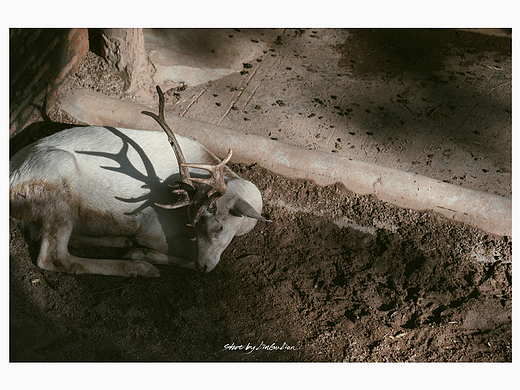 《深圳野生动物园》