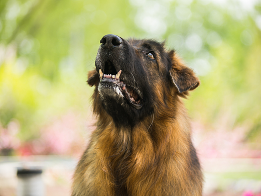 家宠物（个人主页-ZNTkzMTY2OTI=） - 宠物摄影 - 站酷设计师z慧盈原创素材 - 站酷ZCOOL