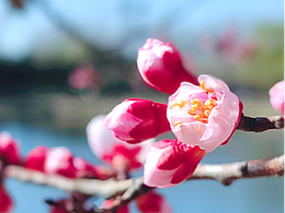 又见春暖花开时