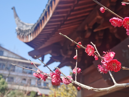 梅花（個人主頁-ZNjQ0NzQwMjg=） - 風(fēng)光攝影 - 站酷設(shè)計師甘束原創(chuàng)素材 - 站酷ZCOOL