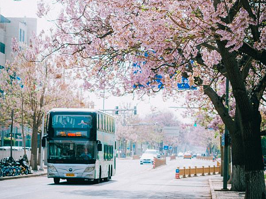 北京亦庄梧桐大道