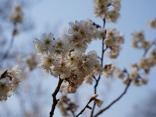 樱花