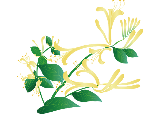 花花草草练习（个人主页-ZNjI0OTE5NzY=） - 创作习作 - 站酷设计师无名沼泽原创素材 - 站酷ZCOOL