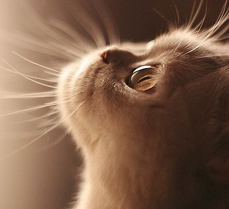 Ps手绘教程“一只萌猫”