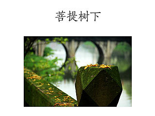 菩提树下