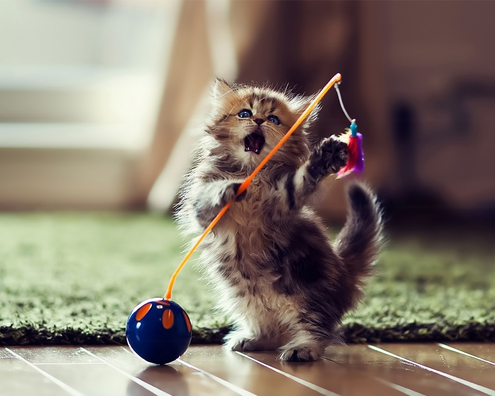 一条大猫的个人主页（封面预览） - 主页封面设置 - 站酷设计师一条大猫原创素材 - 站酷ZCOOL