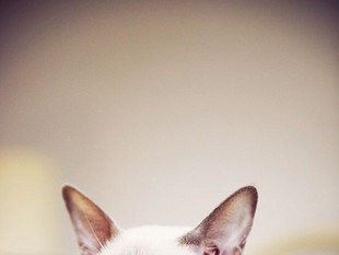 Meng_kk的个人主页（封面预览） - 主页封面设置 - 站酷设计师Meng_kk原创素材 - 站酷ZCOOL