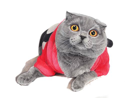 胖丁的彩铅绘画视频--附图片解说