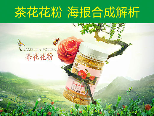 茶花花粉海报合成解析