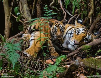 【教程】关于3d立体照片（个人主页-ZMTUzODA4） - 平面 - 站酷设计师淘石人原创素材 - 站酷ZCOOL