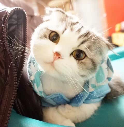 Annie_Fung的个人主页（封面预览） - 主页封面设置 - 站酷设计师Annie_Fung原创素材 - 站酷ZCOOL