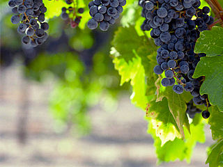 刺葡萄（個(gè)人主頁(yè)-ZMTMwMDU3NjA=） - 電商 - 站酷設(shè)計(jì)師打盹的松鼠原創(chuàng)素材 - 站酷ZCOOL