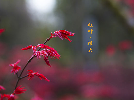 四川师范大学记者团祝站酷10周年生日快乐#站酷10周年贺图#