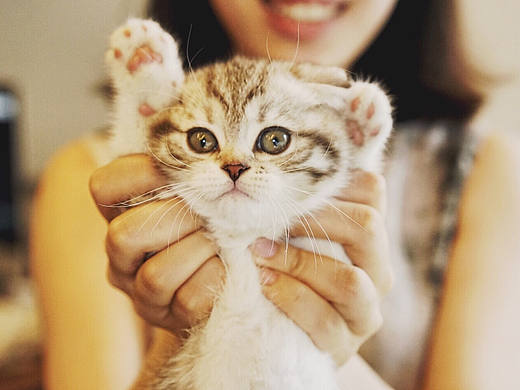 日常五招，把猫拍萌！