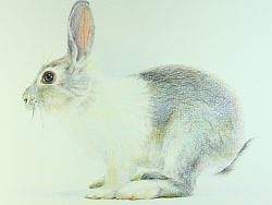 兔 (彩铅)