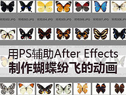用ps辅助After Effects来制作蝴蝶纷飞的动画