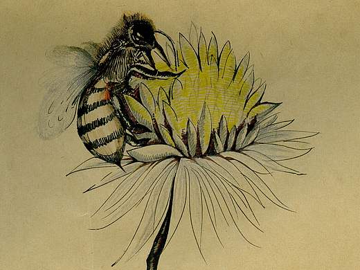 蜜蜂手绘教程（个人主页-ZMTY2NTQw） - 插画 - 站酷设计师ning_811原创素材 - 站酷ZCOOL