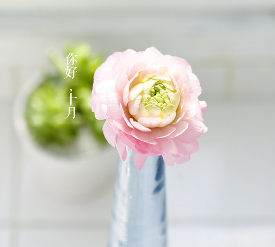 自由小情绪的个人主页（背景预览） - 主页背景设置 - 站酷设计师自由小情绪原创素材 - 站酷ZCOOL