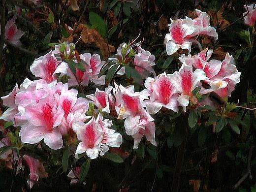 简单三步手抖模糊虚焦照片变清晰高清教程|WWW.MO-YU.COM